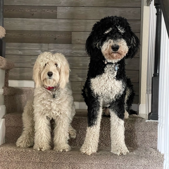 Meet your Posher, Amanda - Picture 1 of 1